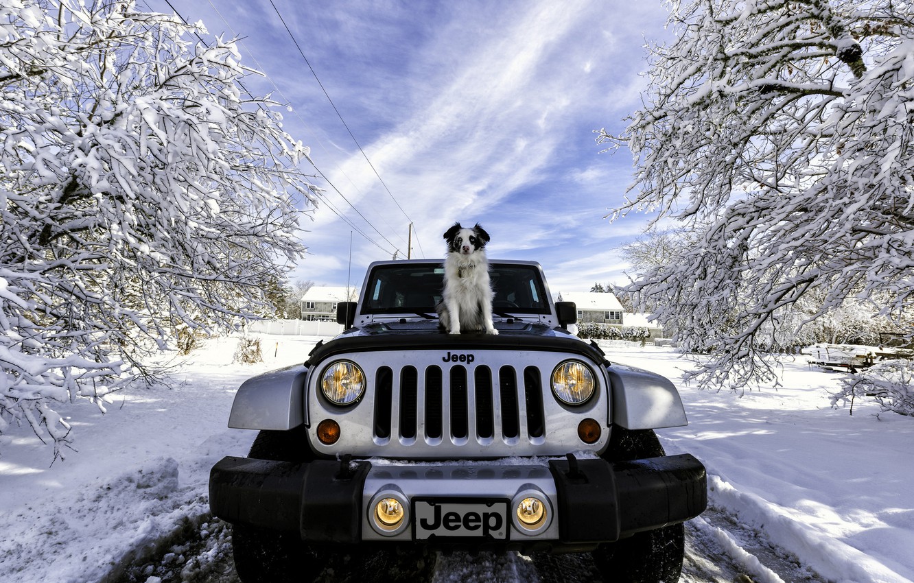 Photo Wallpaper Winter, Machine, Snow, Dog, Jeep, Jeep - Jeep Snow - HD Wallpaper 