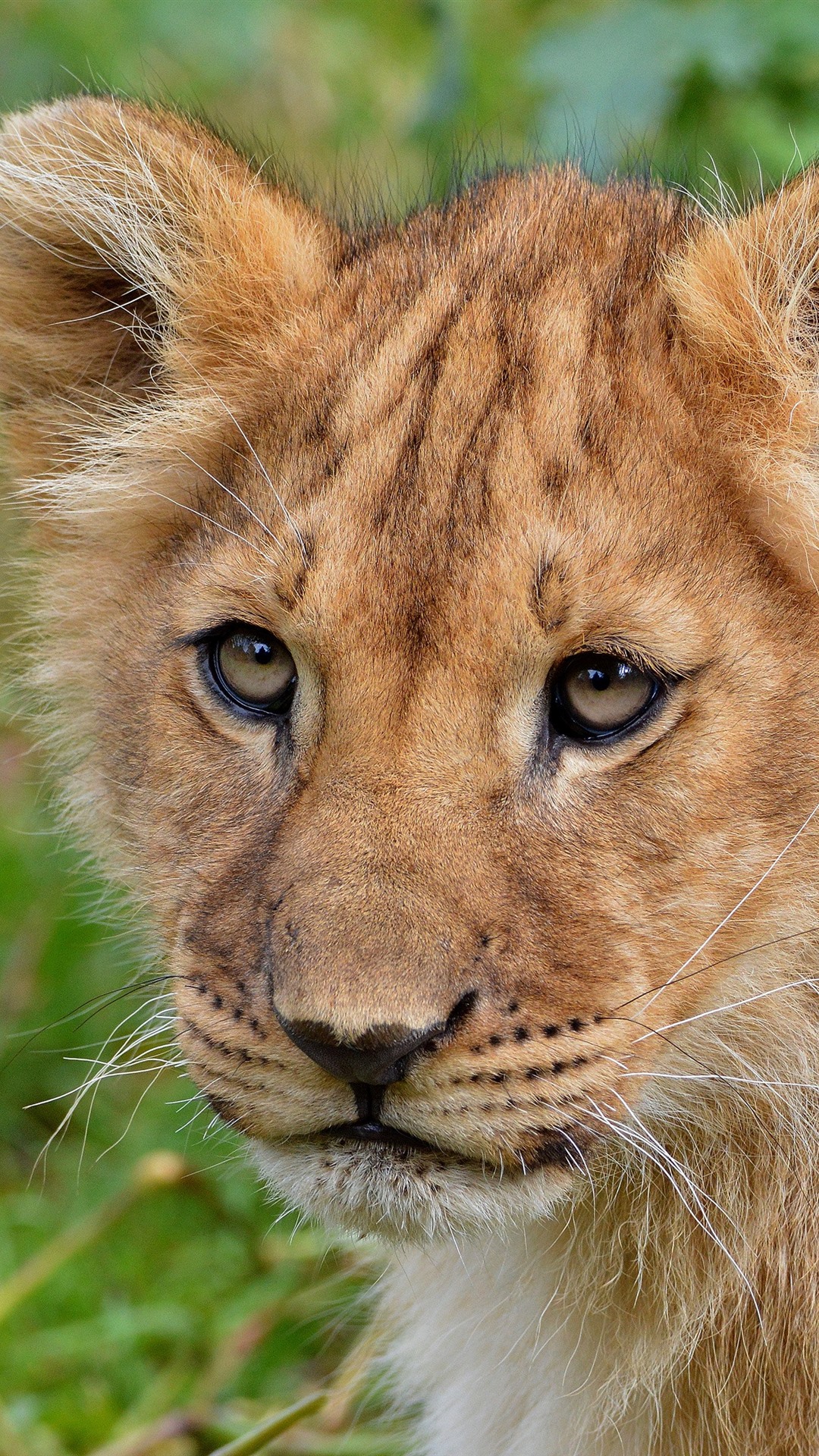 Lion Cub - HD Wallpaper 