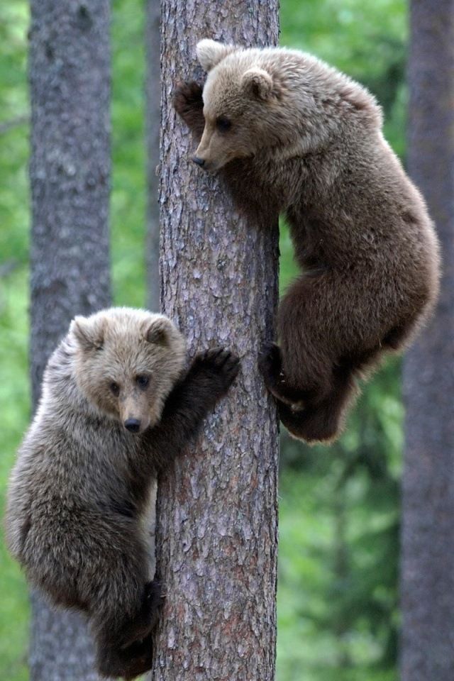 Bears Climbing Tree - HD Wallpaper 