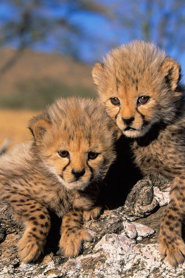 Cheetah Cubs - Cute Big Cat Cubs - HD Wallpaper 