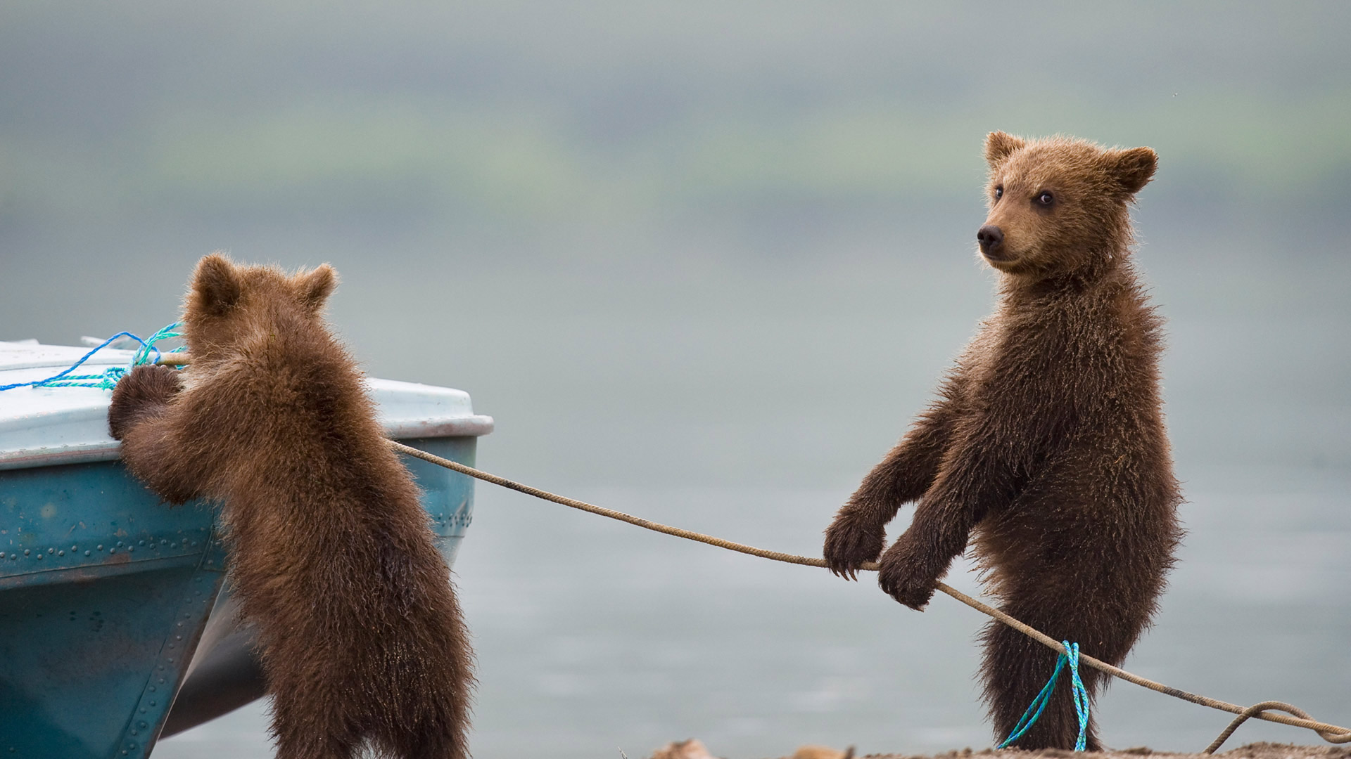 Bear Cubs Playing By A Lake - HD Wallpaper 