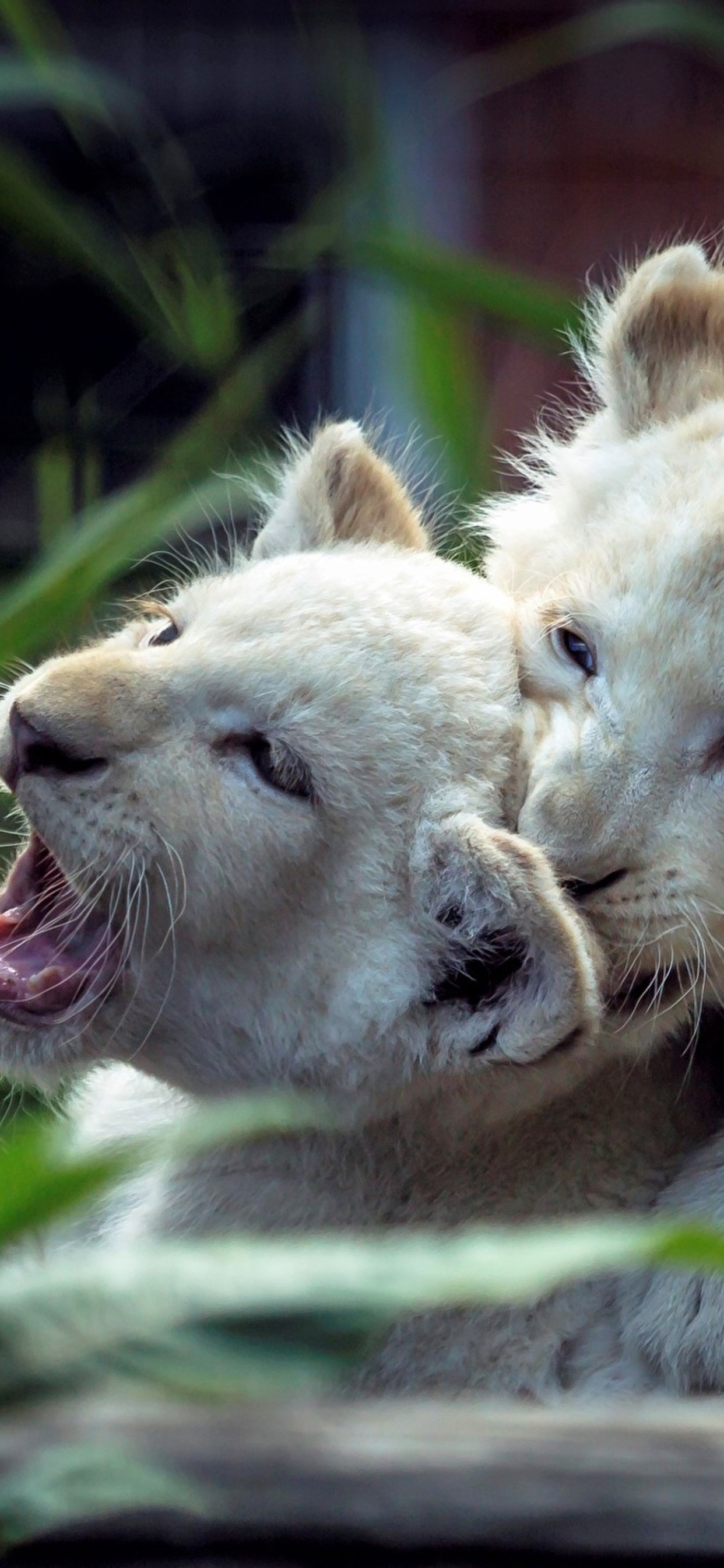 Lion Cubs Playing Hd - HD Wallpaper 