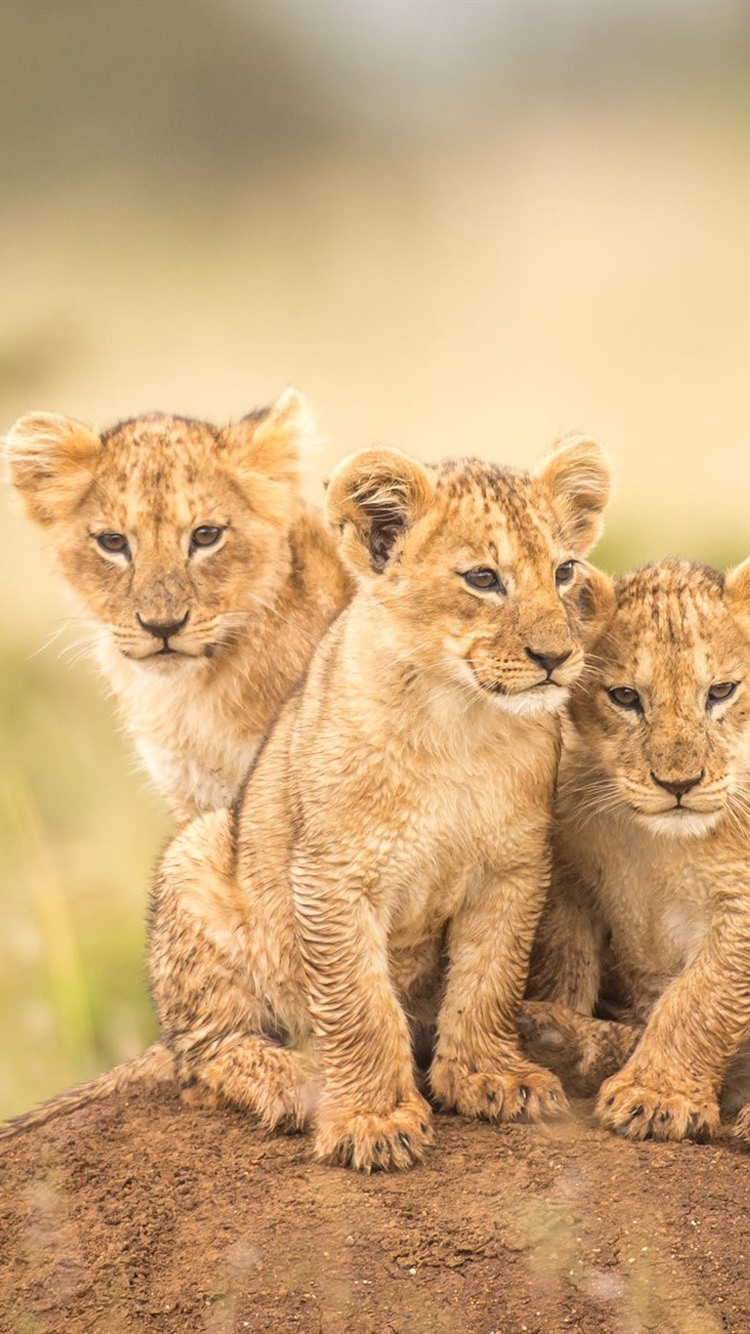 Iphone Wallpaper Three Little Lions, Cubs - Imagenes De Leones Pequeños - HD Wallpaper 