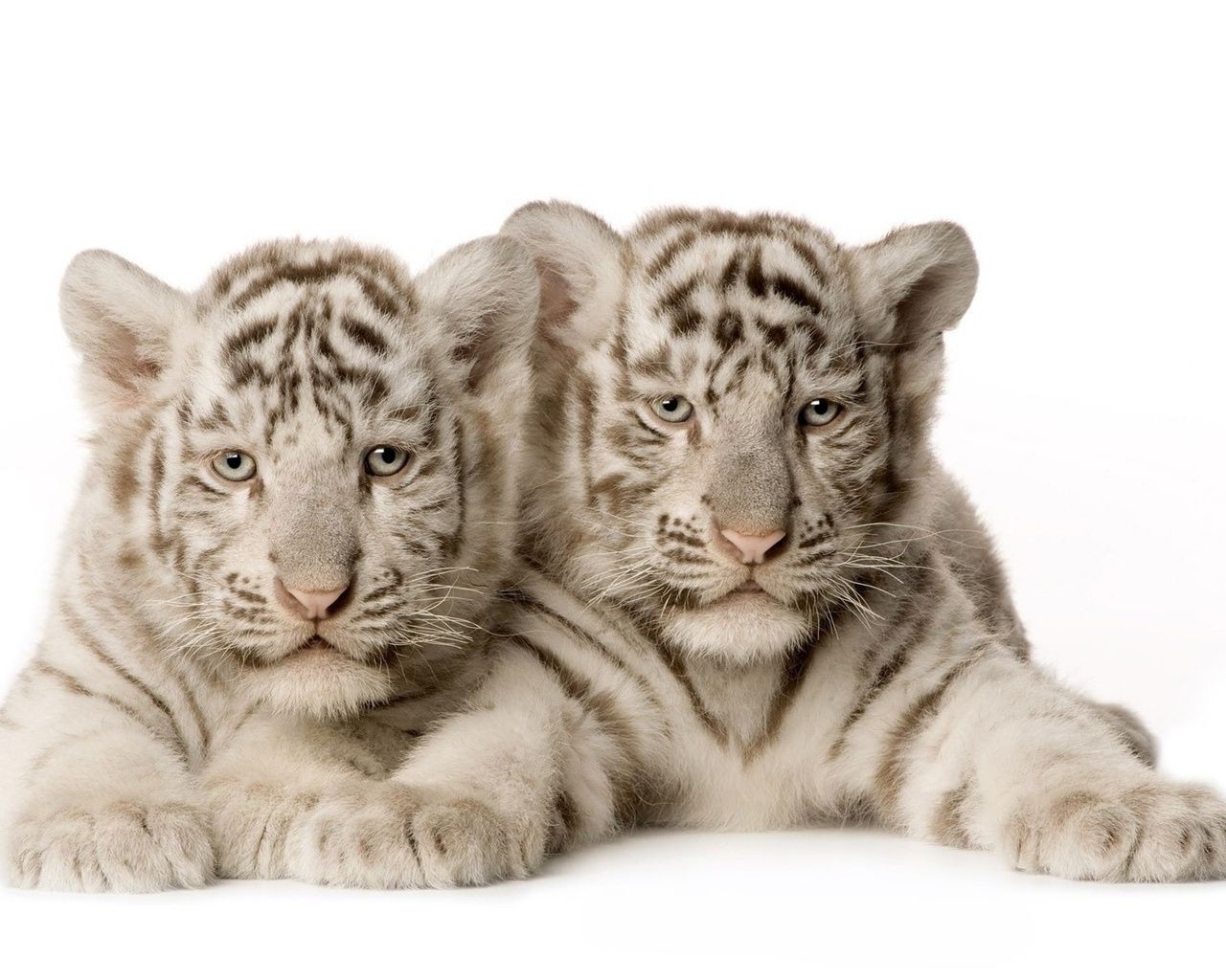 Tigers Cat Animal Tiger Big Fur Predator Mammal Carnivore - Tiger & Cubs - HD Wallpaper 