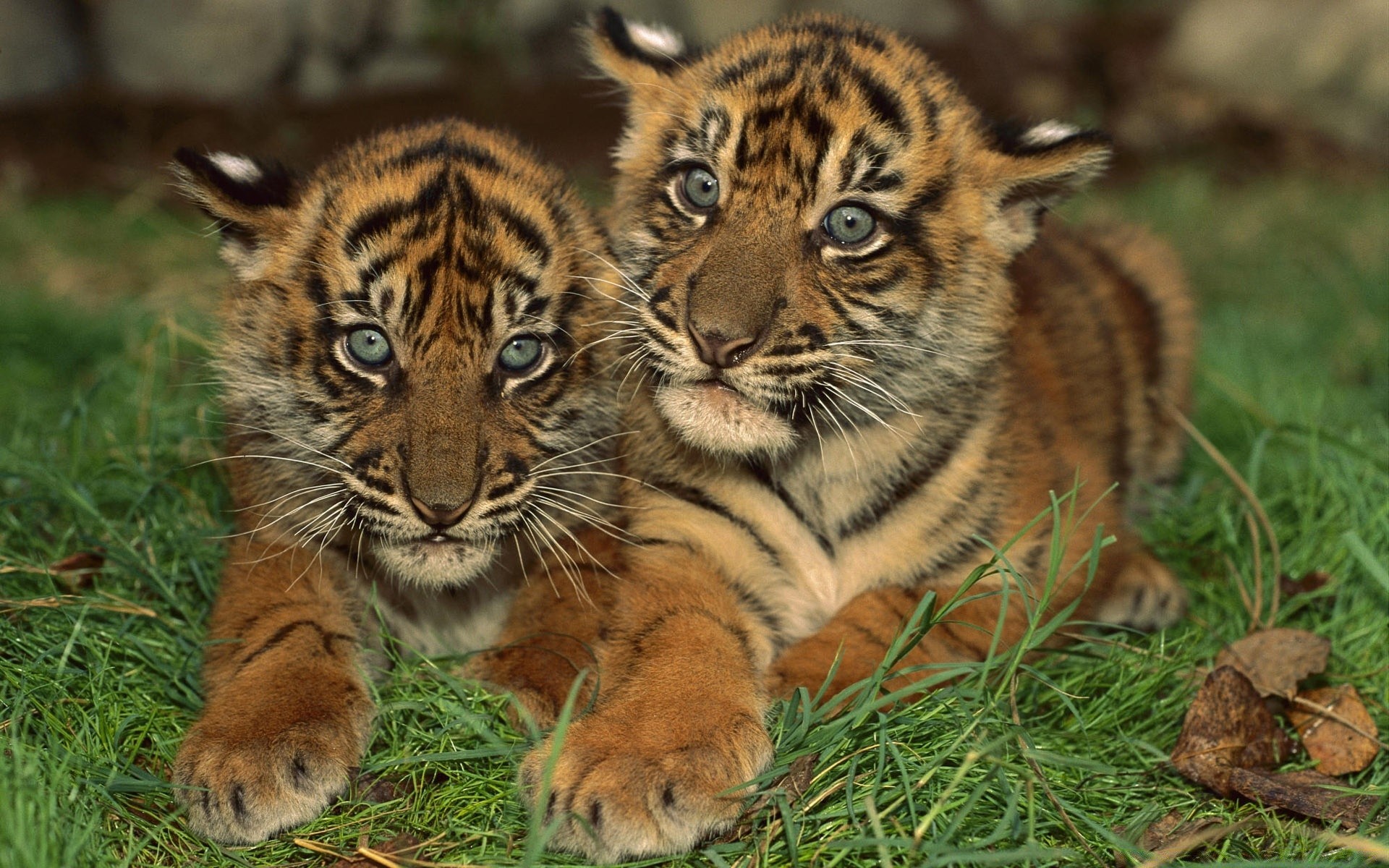 Animals Cat Wildlife Tiger Predator Cute Mammal Carnivore - Royal Bengal Tiger Cubs - HD Wallpaper 