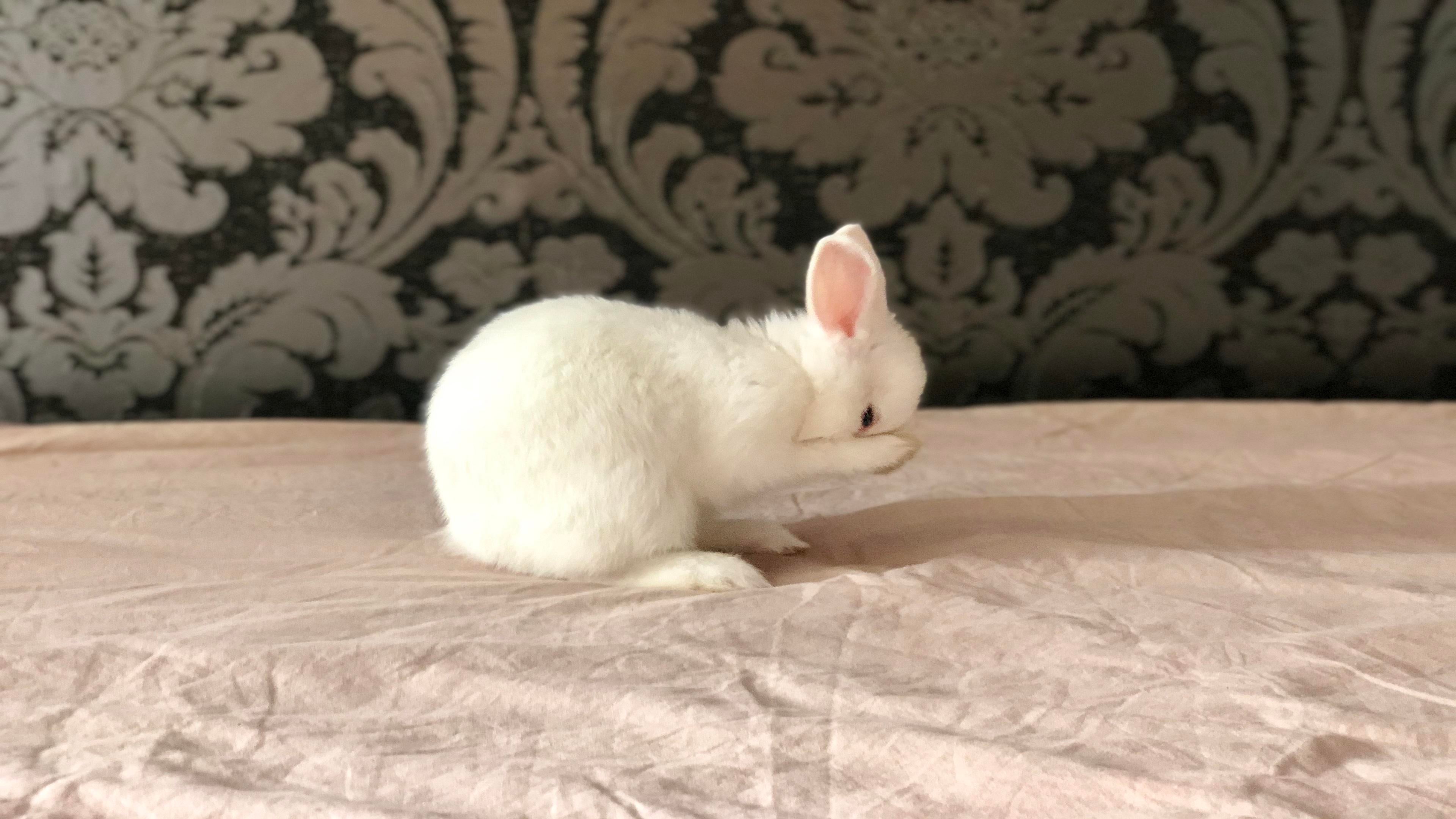 Netherland Dwarf Wallpaper - Domestic Rabbit - HD Wallpaper 