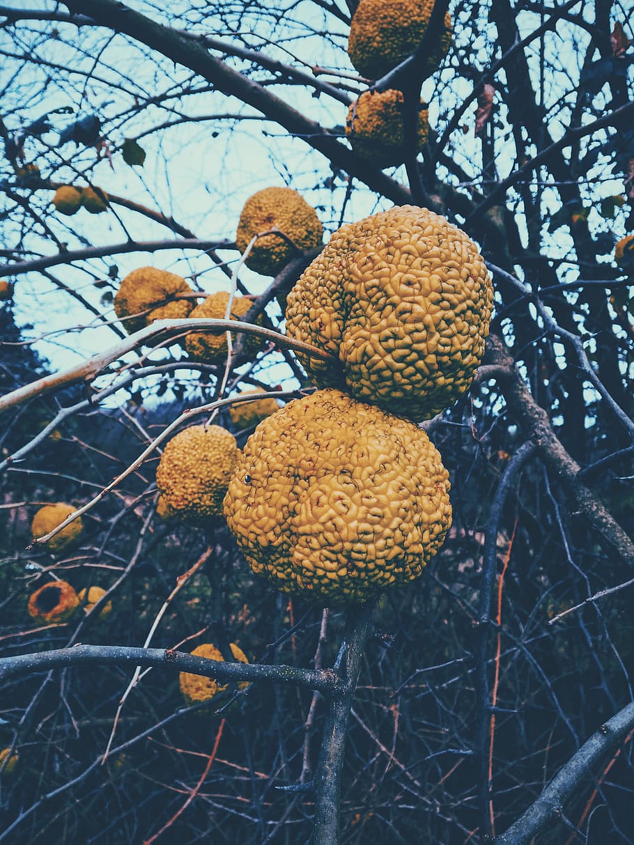 Türkiye, Bursa, Tree, Forest, Nature, Natural, Fruit, - Osage Orange - HD Wallpaper 