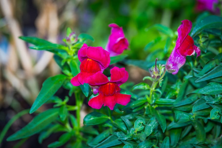 Loewenmaeulchen, Flower, Flowers, Snapdragon, Garden - Trumpet Creeper - HD Wallpaper 