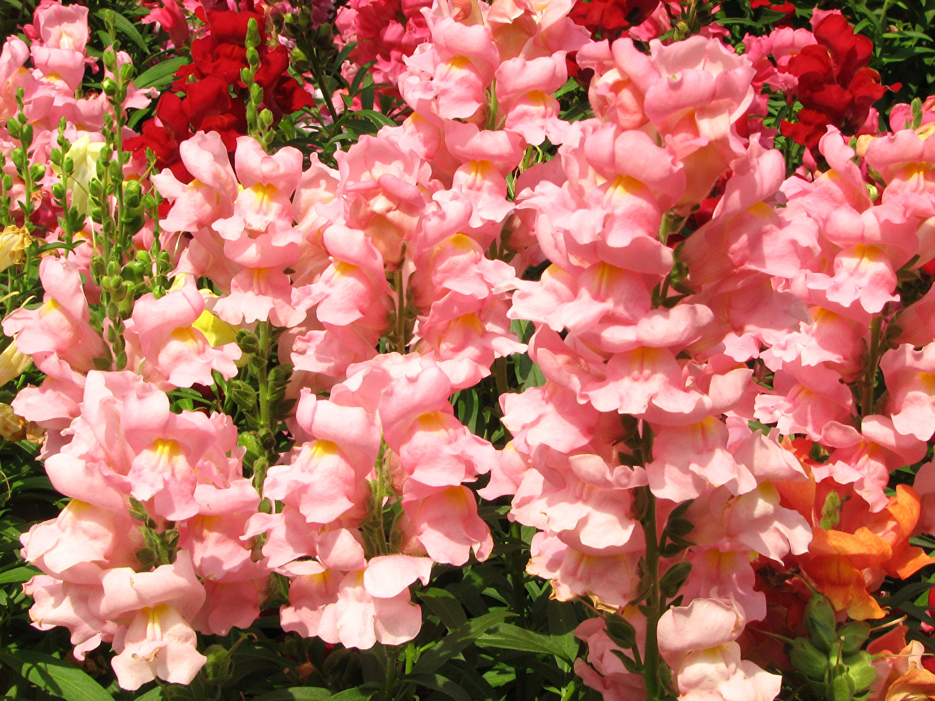 Snapdragon - HD Wallpaper 