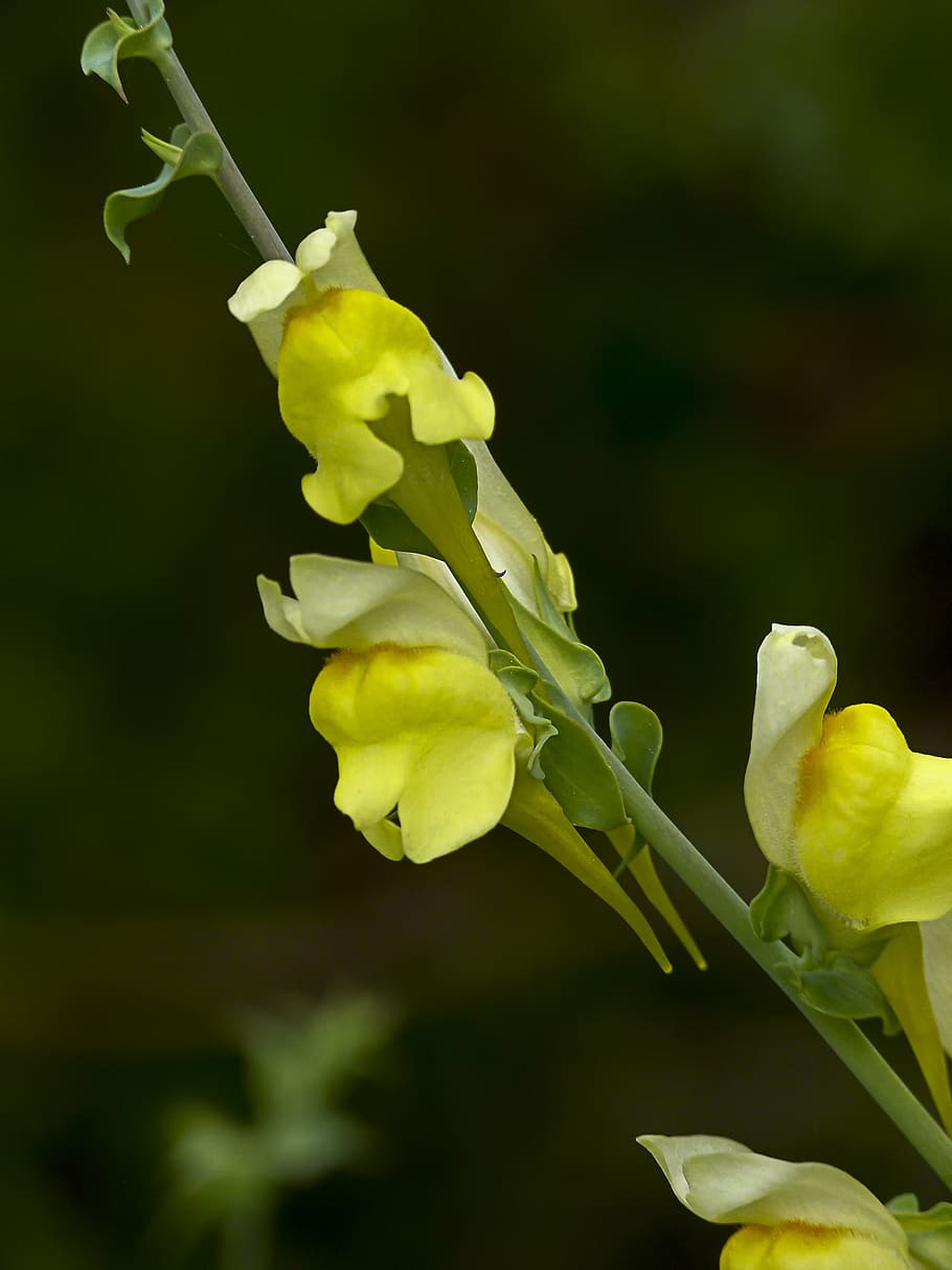Yellow, Common Snapdragon, Antirrhinum Majus, Garden, - Bunga Mulut Singa Antirrhinum Majus - HD Wallpaper 