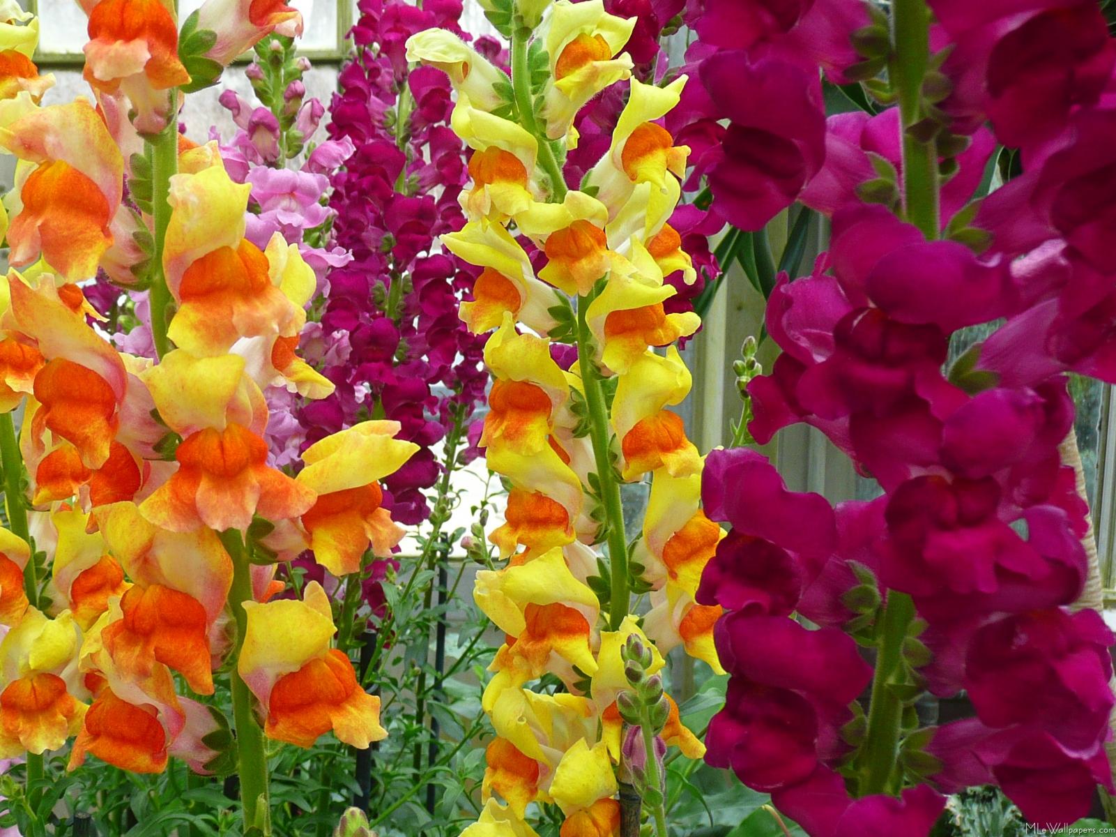 Snapdragons - Yellow And Orange Snapdragons - HD Wallpaper 
