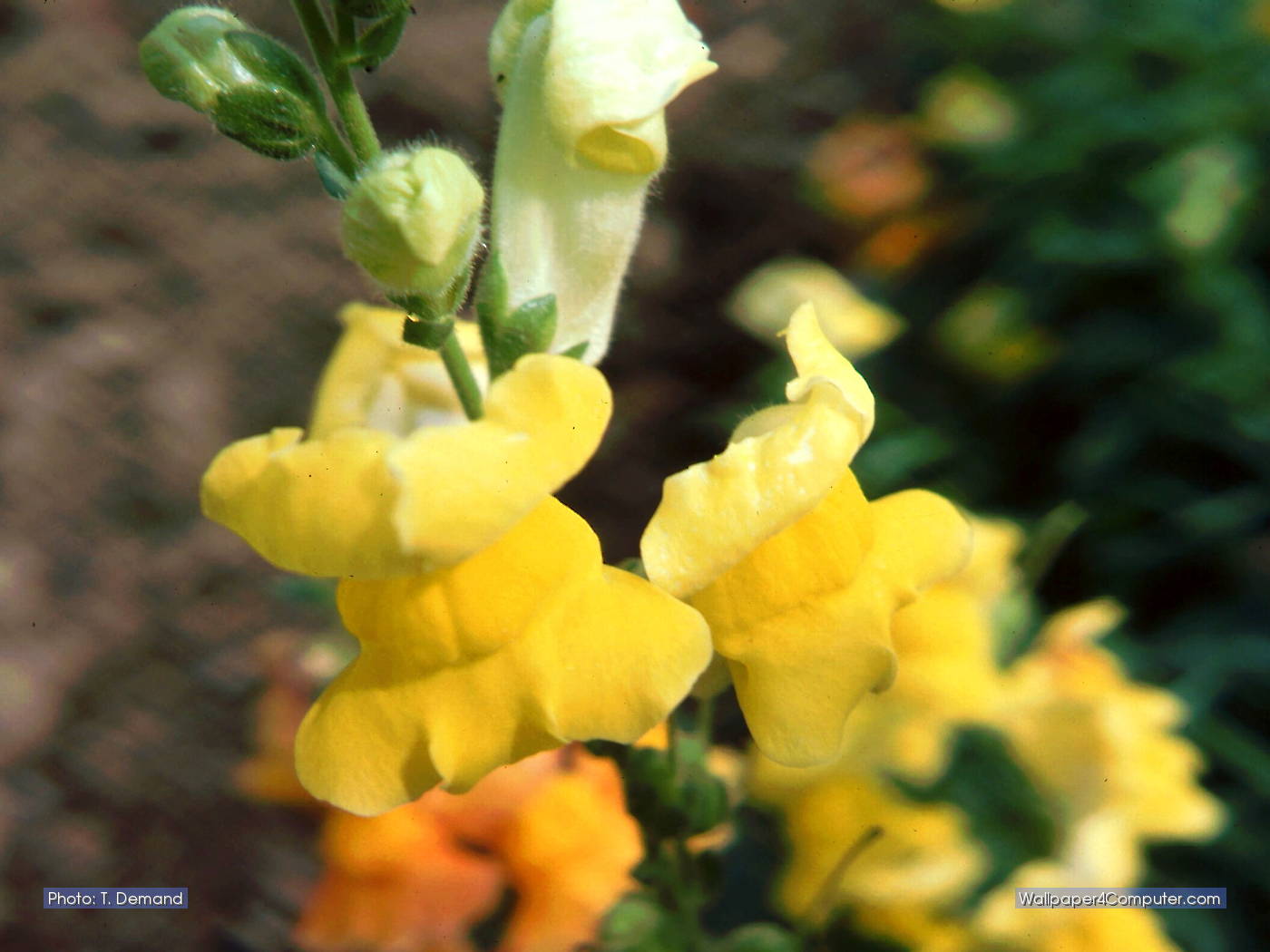 Chloraea - HD Wallpaper 