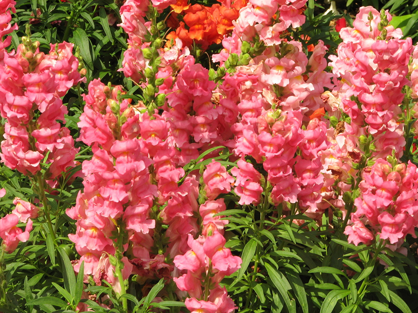 Hd Antirrhinum Flower - 1365x1024 Wallpaper - teahub.io