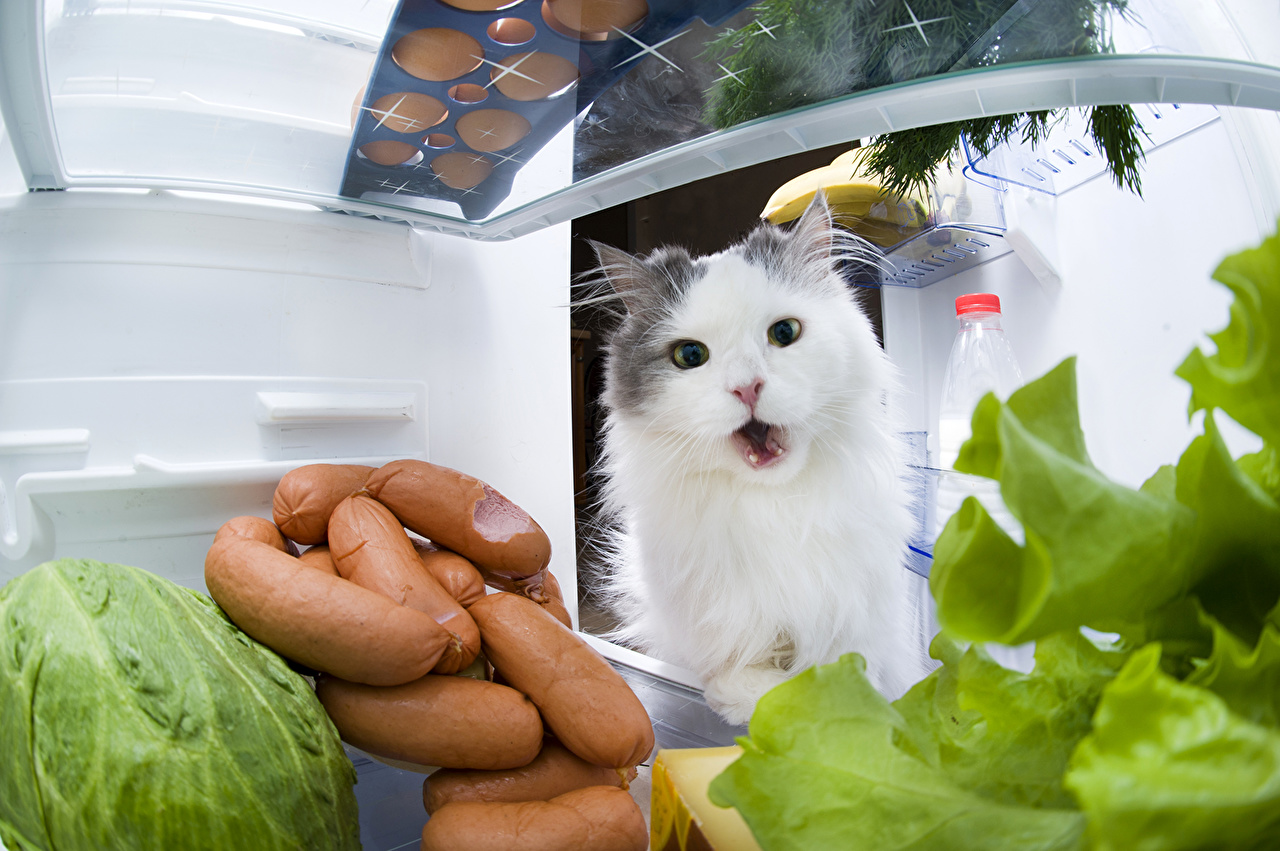 Fridge Cat Sausages - HD Wallpaper 