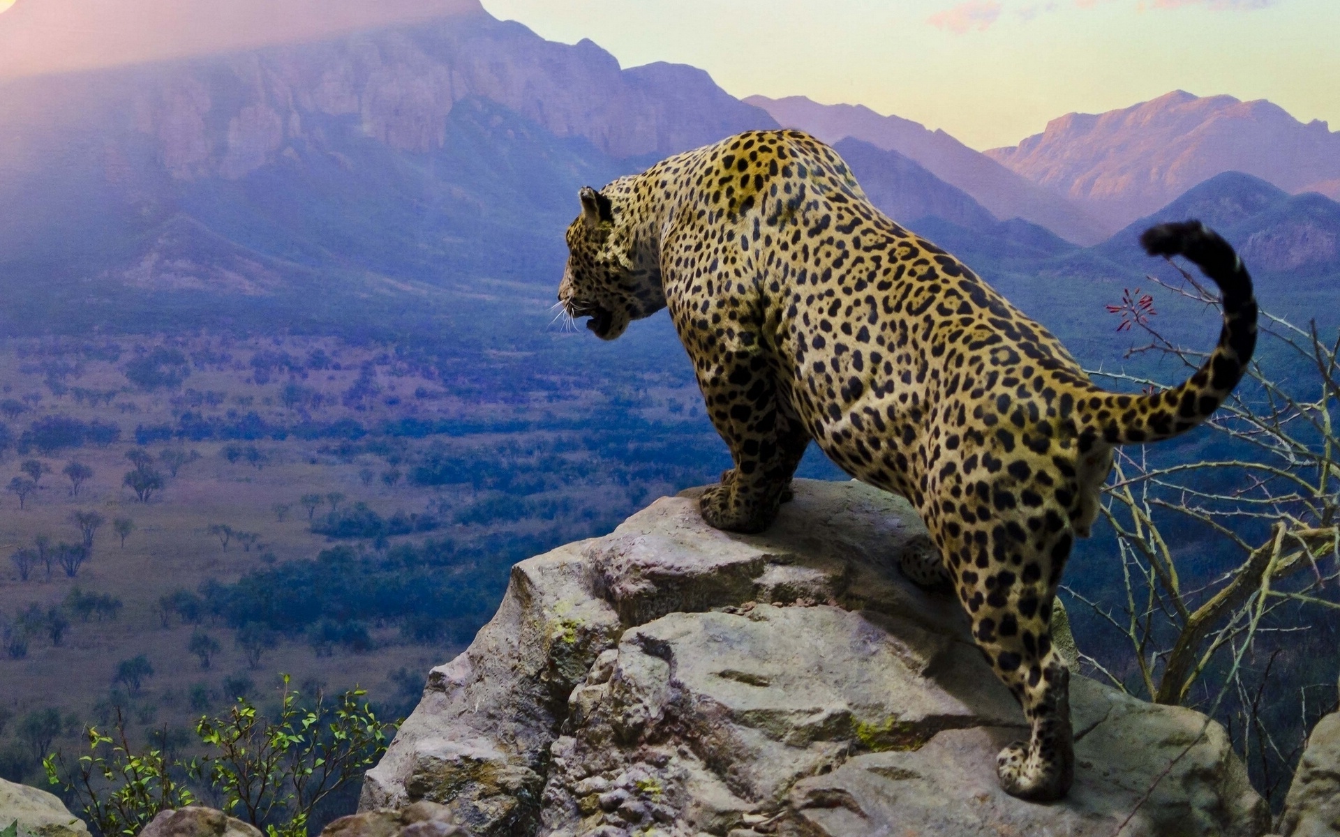 Jaguar Computer Wallpapers, Desktop Backgrounds - Jaguar Animal - HD Wallpaper 