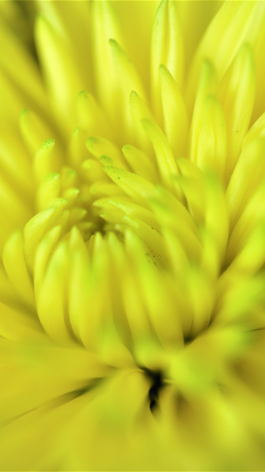 Happy Yellow Flower Iphone Wallpaper - Positive Vibration - HD Wallpaper 