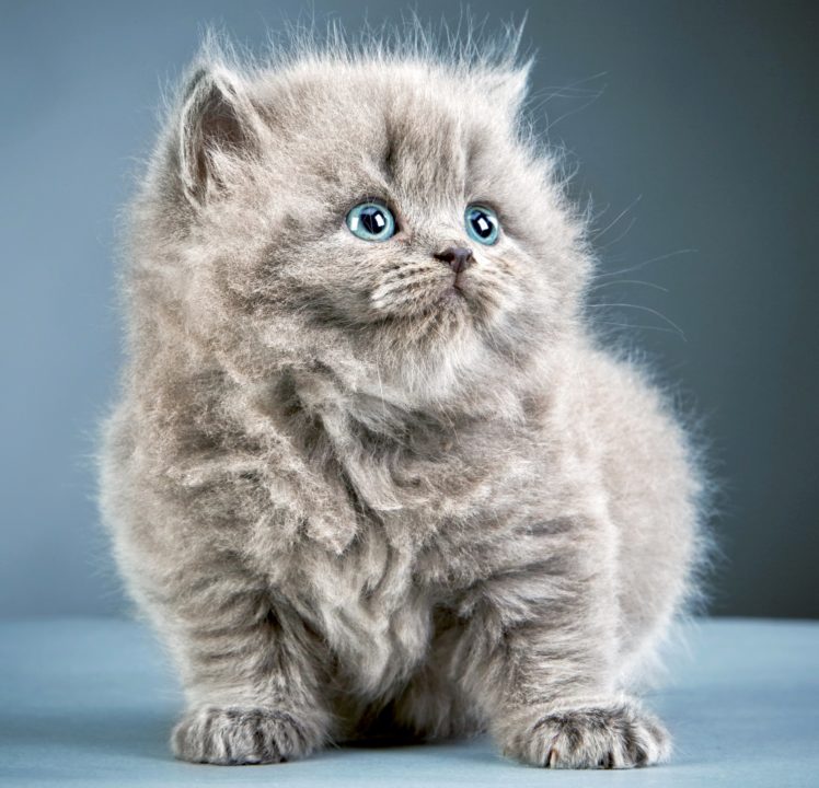 Animal Wallpaper For Mobile - HD Wallpaper 