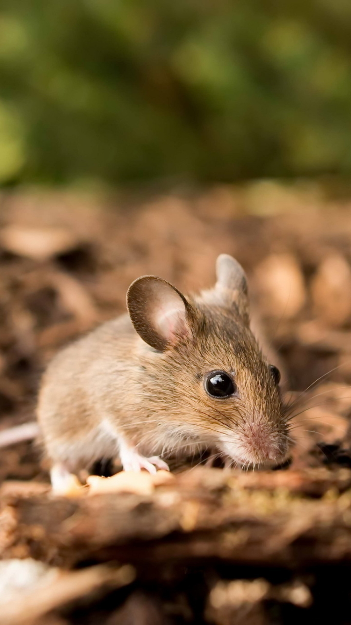 Mouse Animal Wallpaper Phone - HD Wallpaper 