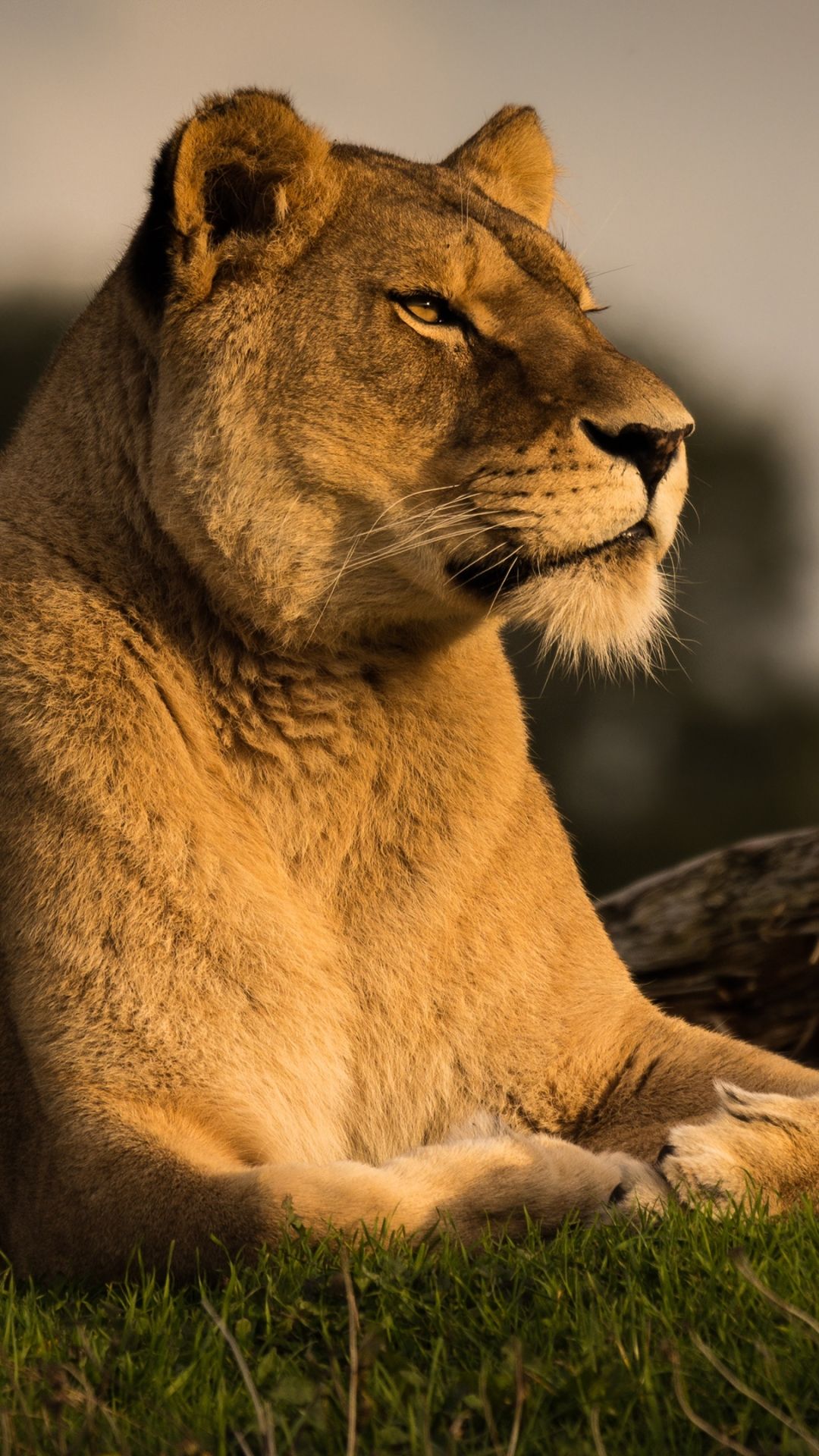 Lion 8k - 1080x1920 Wallpaper Lion 8k - 1080x1920 Wallpaper