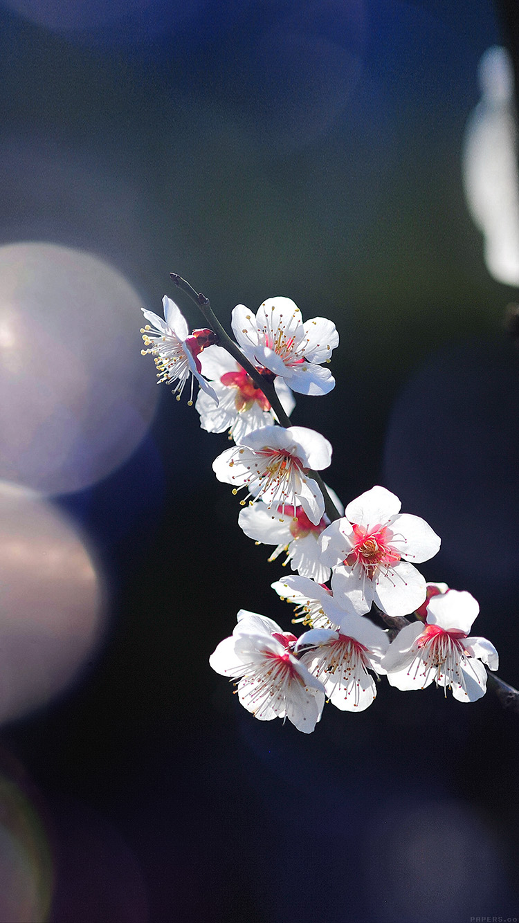 Spring Wallpaper Iphone 7 Plus - HD Wallpaper 