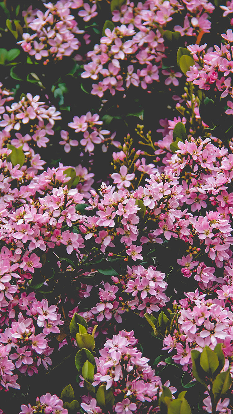 Iphone Wallpaper Flower Pink - HD Wallpaper 