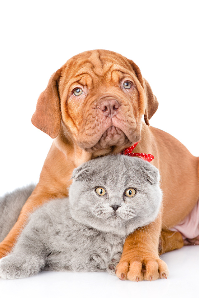 Pet Shop Cover Banner - 640x960 Wallpaper - teahub.io