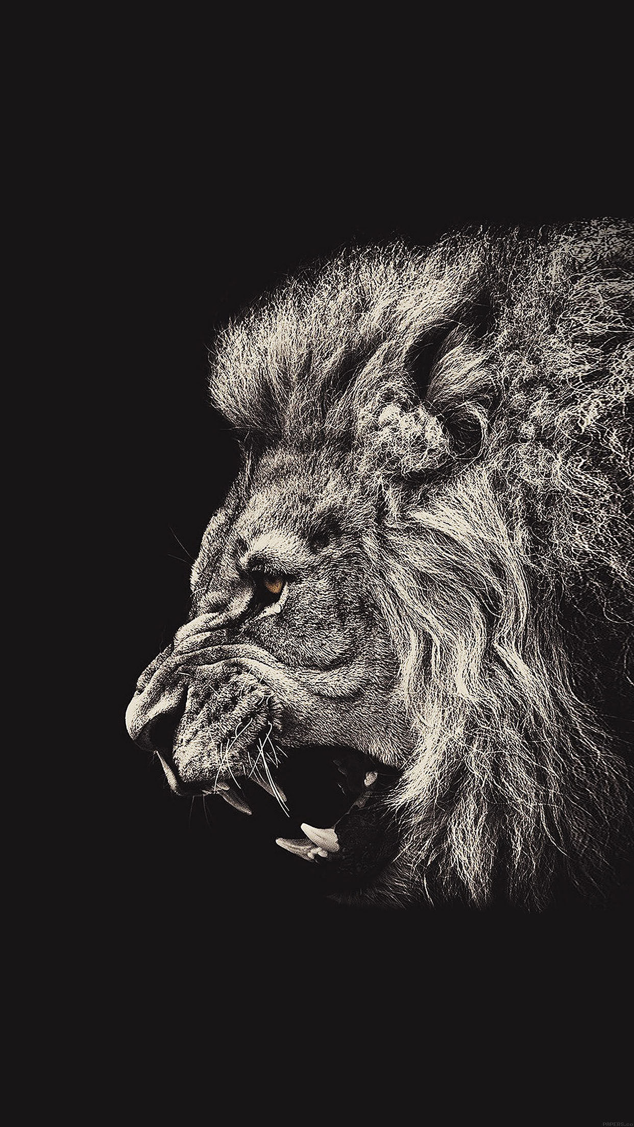 Black Wallpaper Hd Lion - HD Wallpaper 