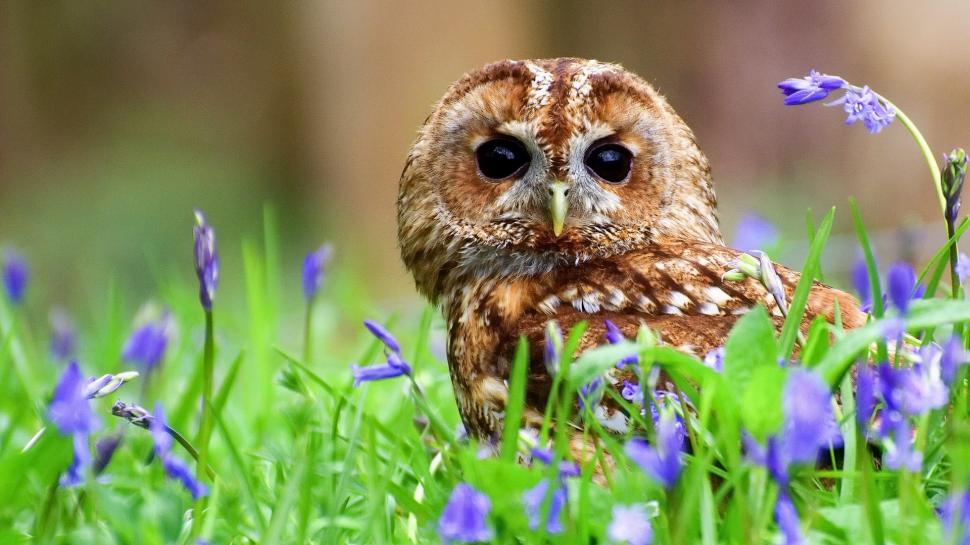 Grey Owl, Plants, Flowers, Owls, Animal Wallpaper,grey - HD Wallpaper 