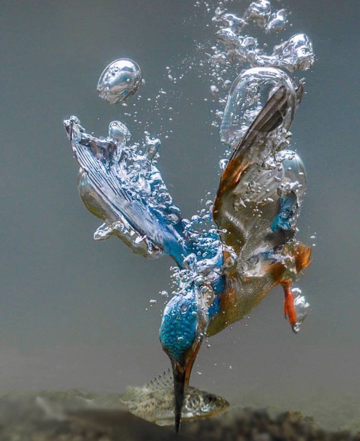 Animal Phone Wallpaper Animal Background Free Phone - Tariq Labrijn - 720x881 Wallpaper Animal Phone Wallpaper Animal Background Free Phone - Tariq Labrijn - 720x881 Wallpaper