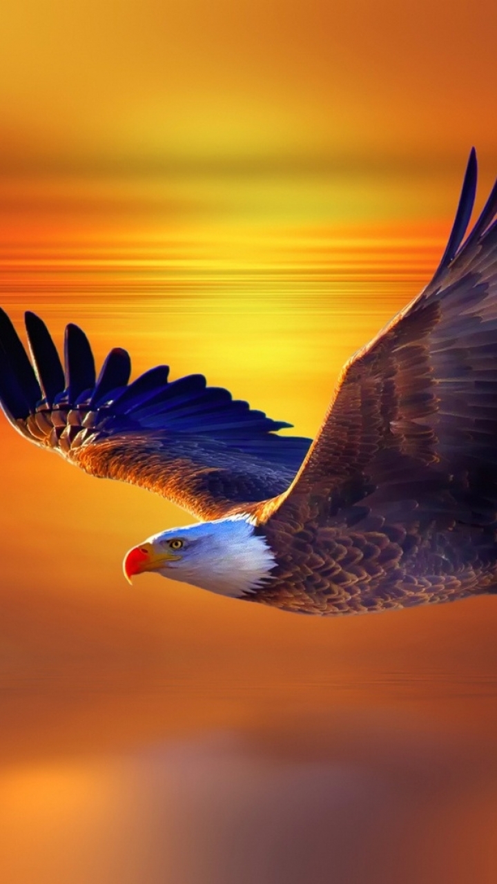 Hd Eagles - HD Wallpaper 