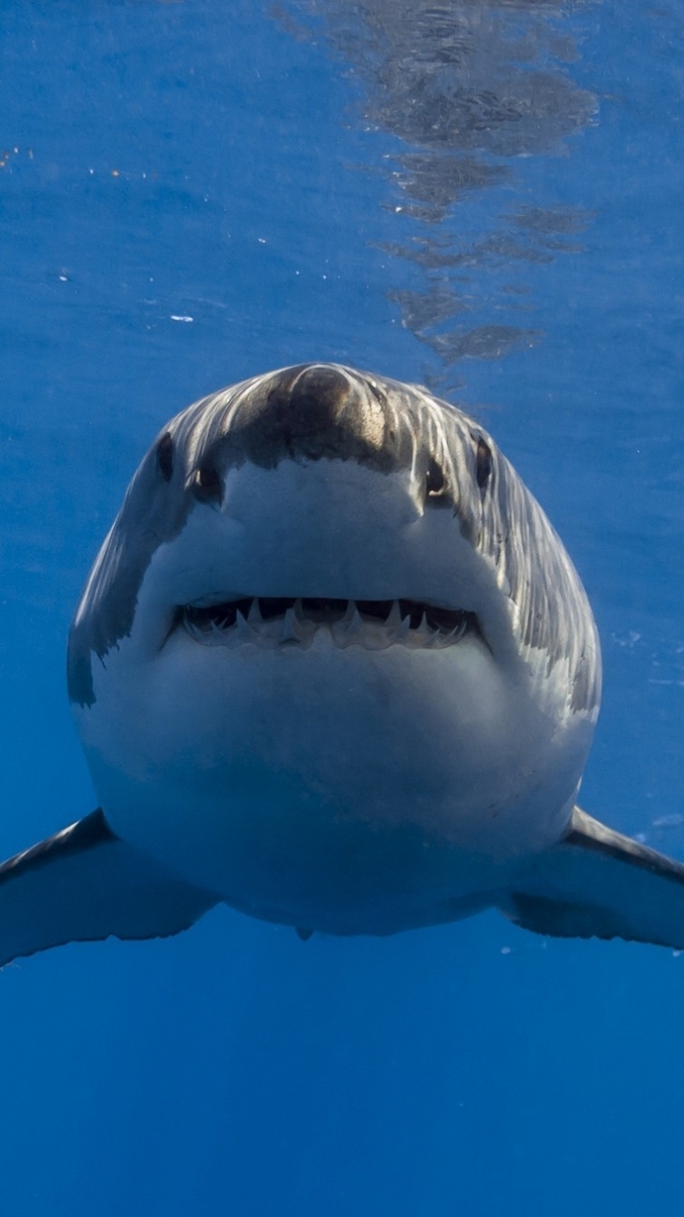 Great White Shark Front View - HD Wallpaper 