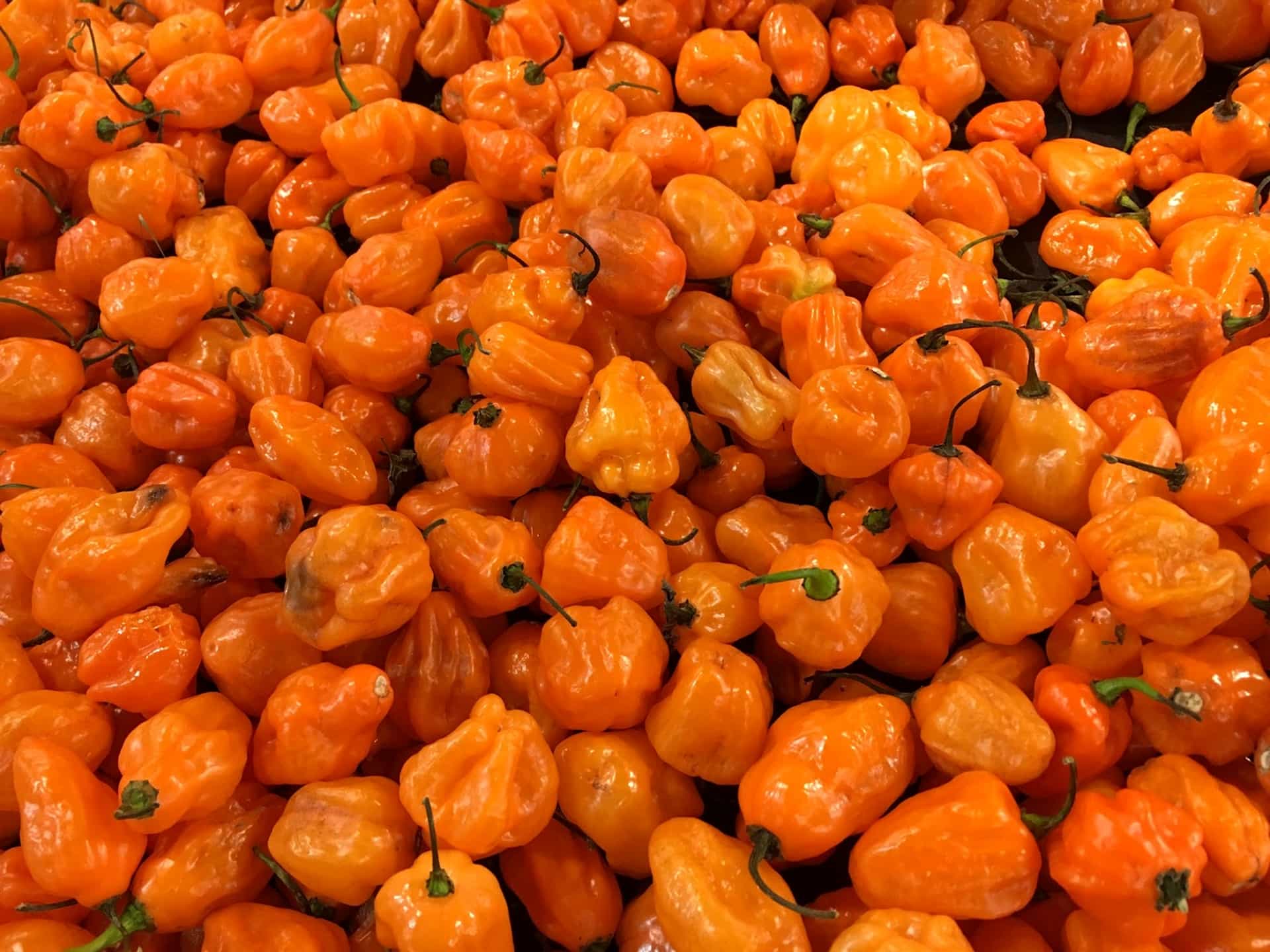 Mandarin Orange - HD Wallpaper 