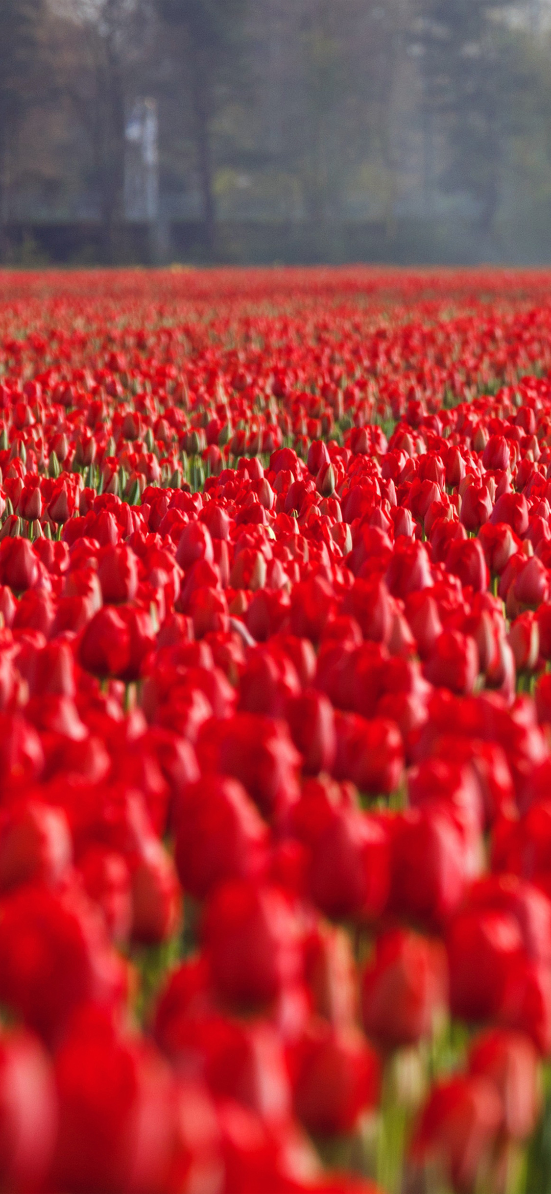Com Apple Iphone Wallpaper Ni17 Red Rose Flower Spring - Tulip Field San Antonio - HD Wallpaper 