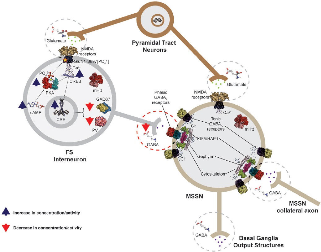 Cyclic Amp Huntington Disease - HD Wallpaper 