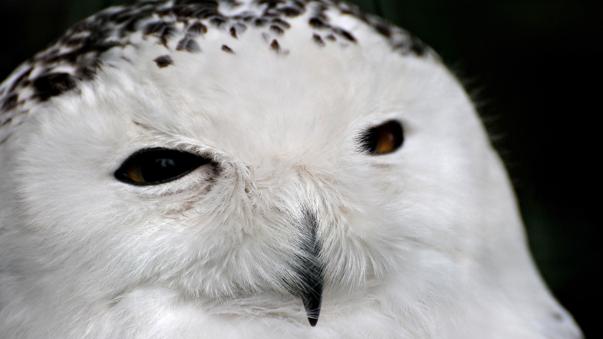 Owl - HD Wallpaper 