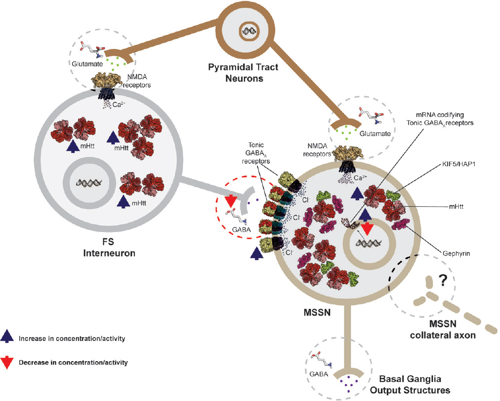 Cyclic Amp Huntington Disease - HD Wallpaper 
