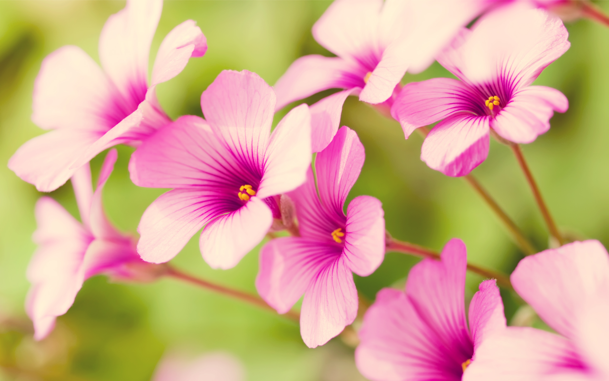 Purple Verbena - Real Backgrounds Flowers Pretty - HD Wallpaper 