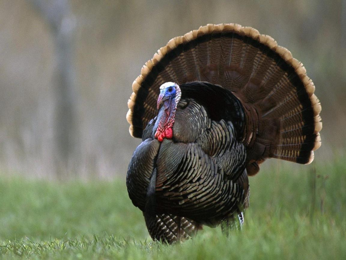 Animal Turkey - HD Wallpaper 
