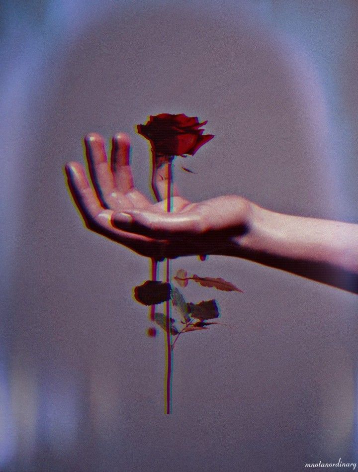 Bleeding Hand Holding A Rose - HD Wallpaper 