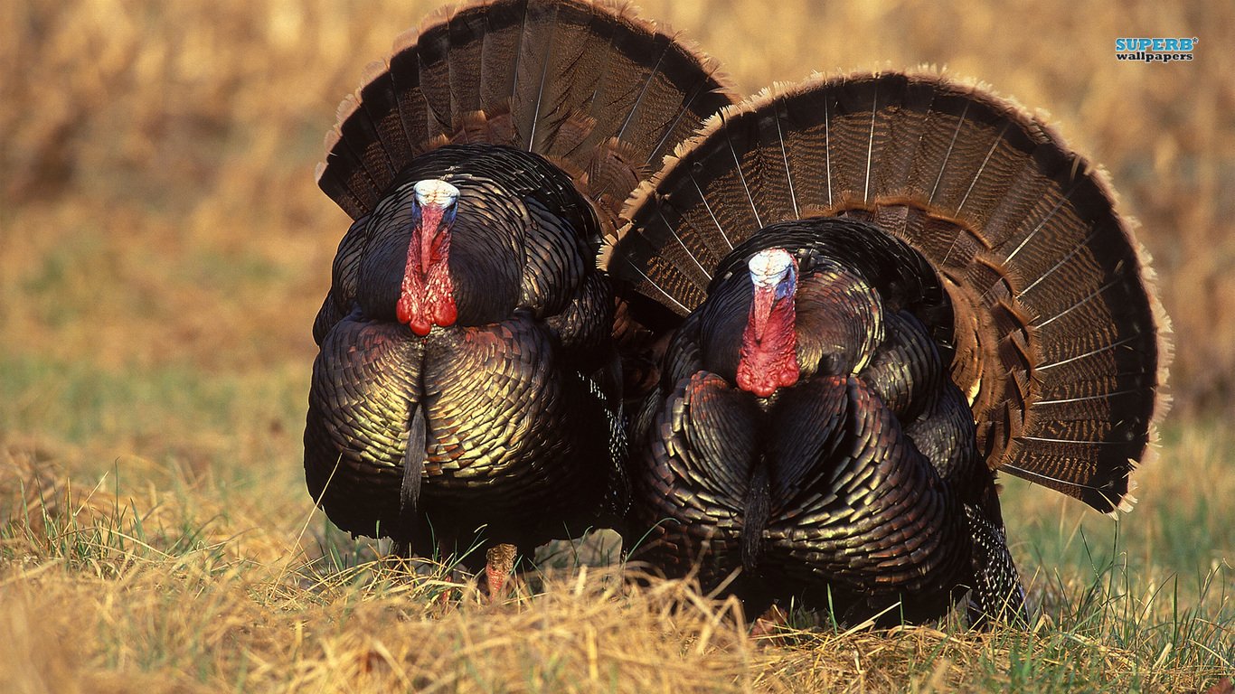 Turkey Hunting Wallpaper Hd - HD Wallpaper 