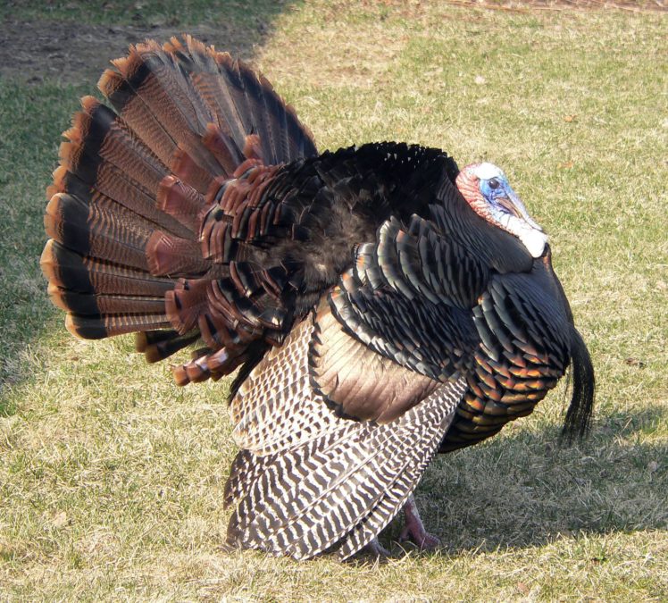 Wild Turkey - 748x675 Wallpaper Wild Turkey - 748x675 Wallpaper