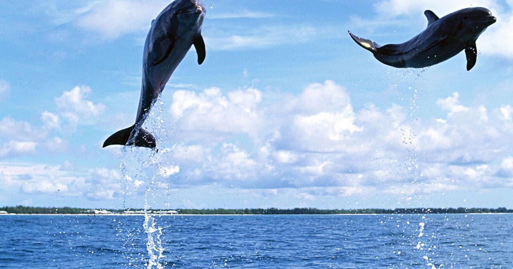 Wallpapers - Dolphin Jump Out Of Water - HD Wallpaper 