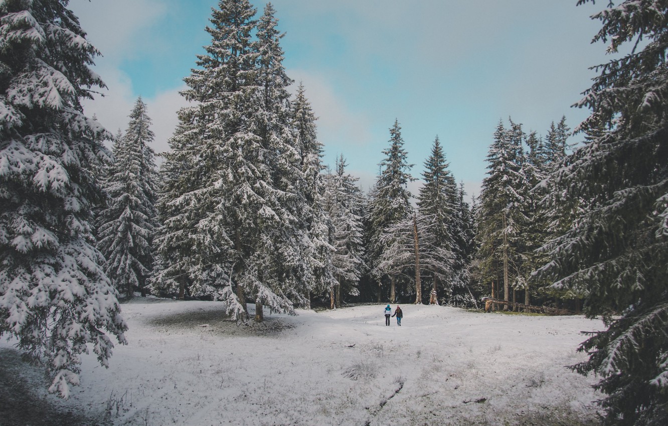 Photo Wallpaper Forest, Trees, Nature, Winter, Snow, - Wallpaper - HD Wallpaper 
