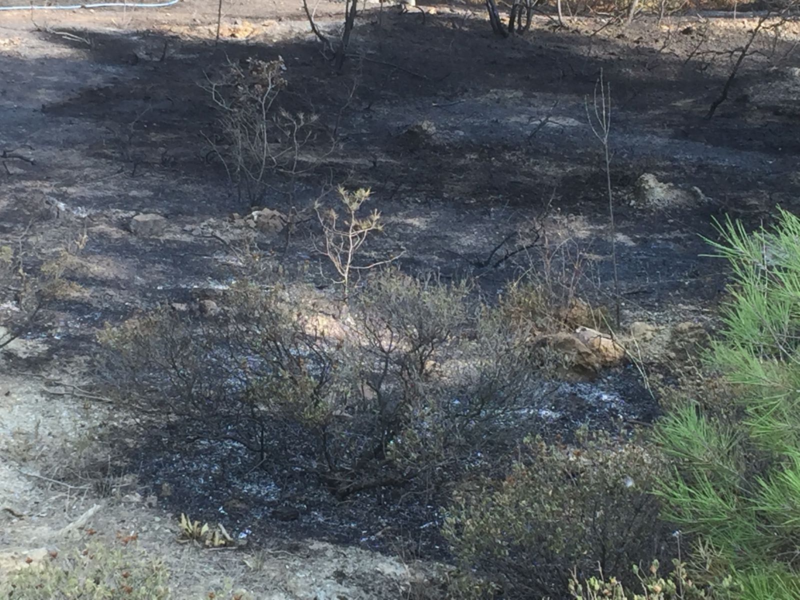 Grass - HD Wallpaper 