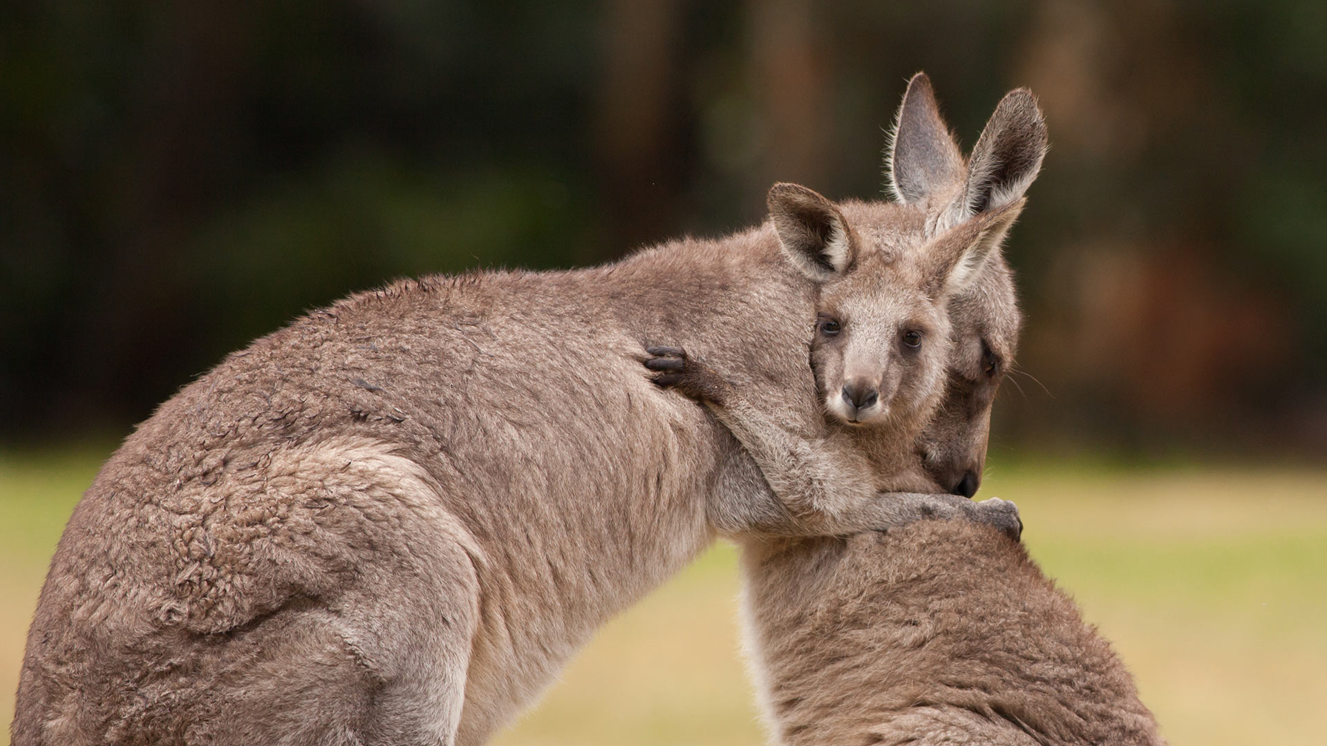 Kangaroo Hugging Each Other - HD Wallpaper 