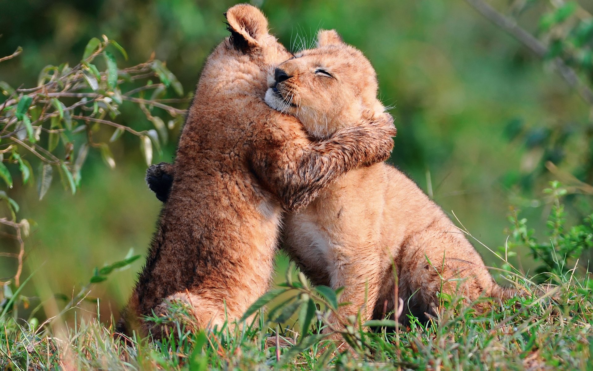 Baby Lion Hug - HD Wallpaper 