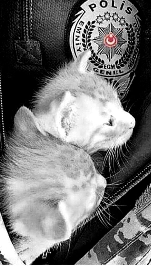 Çevik Kuvvet Duvar Kağıtları - HD Wallpaper 