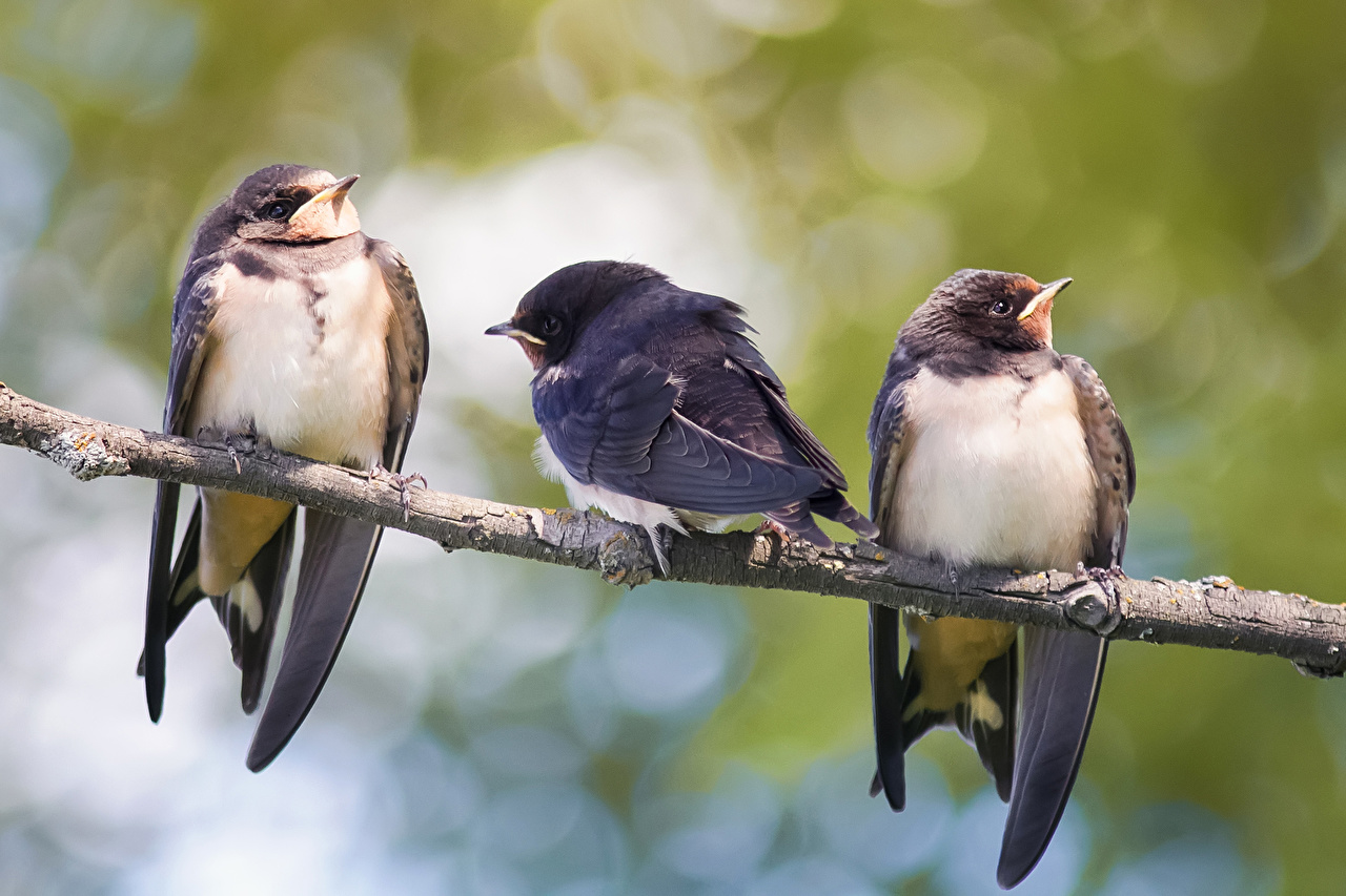 Young Swallow On Branch - HD Wallpaper 