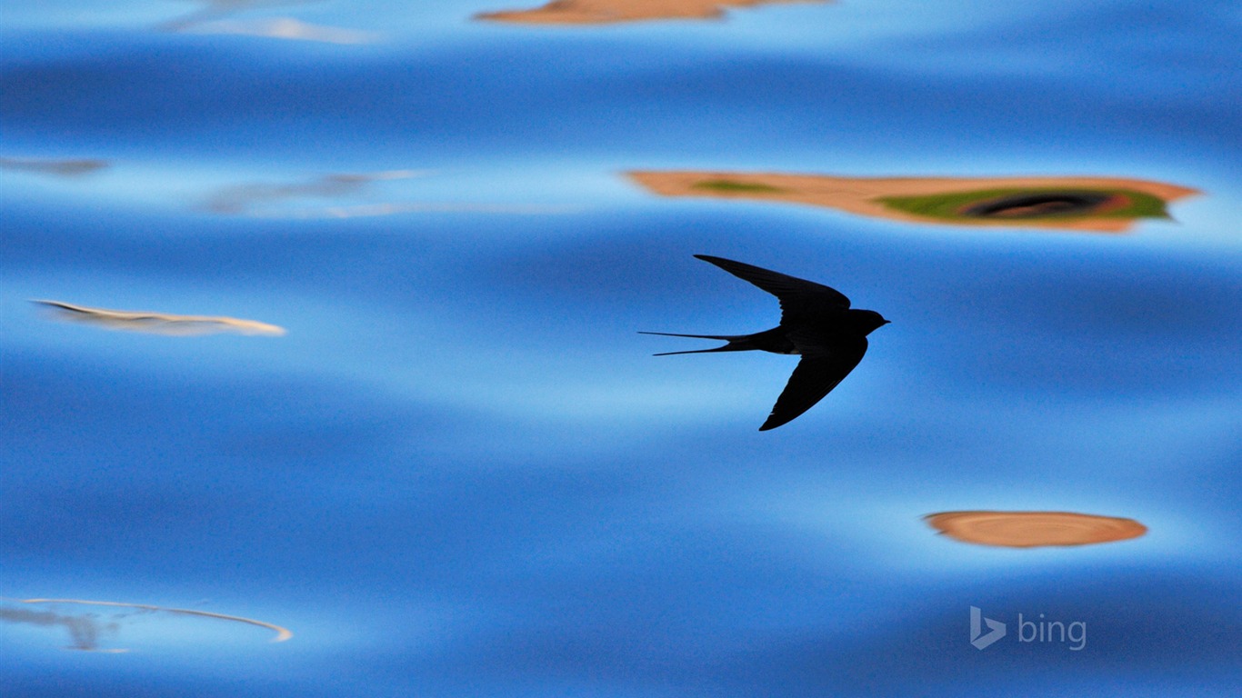 Flying Swallow-2015 Bing Theme Wallpaper2015 - Swallow - HD Wallpaper 