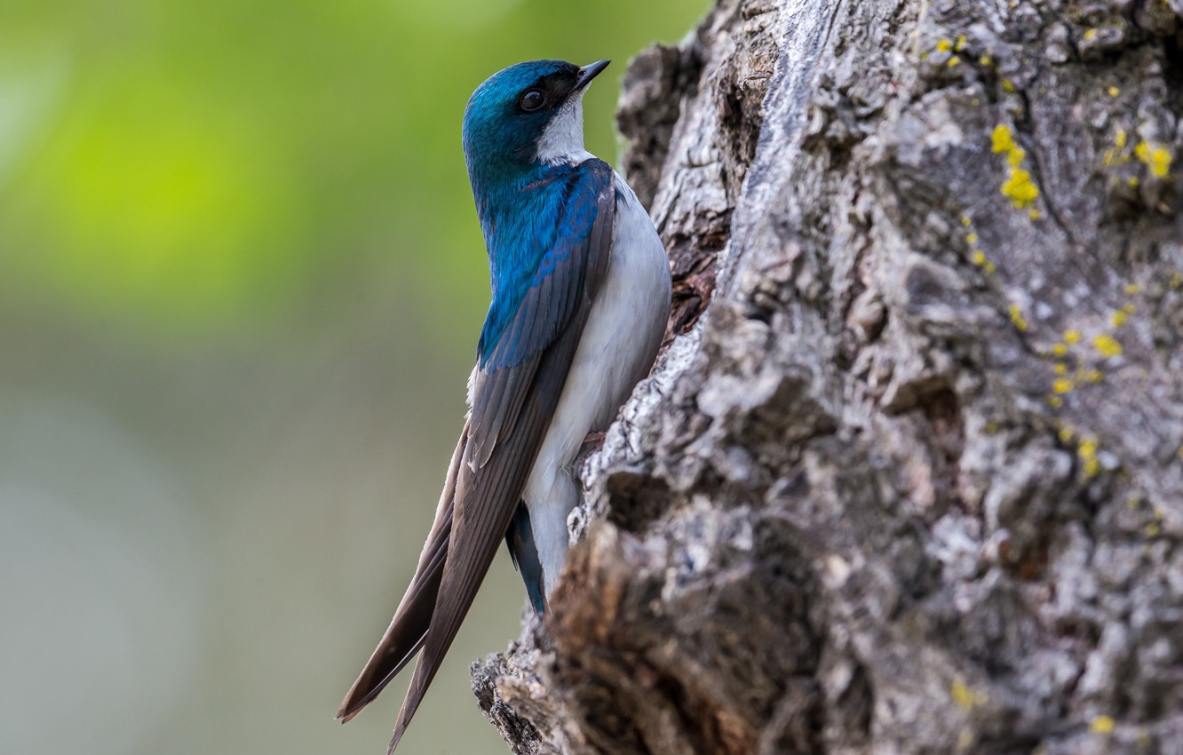 Photo Wallpaper Tree, Bird, Trunk, Swallow - Mountain Bluebird - HD Wallpaper 